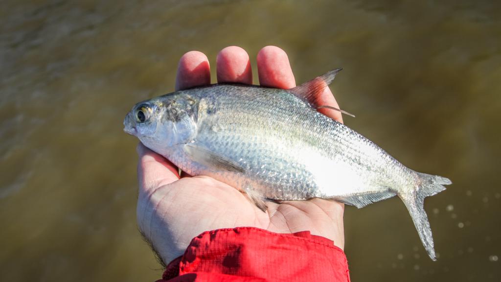 Go with Gizzards for Big Fall Bass FLW Fishing Articles